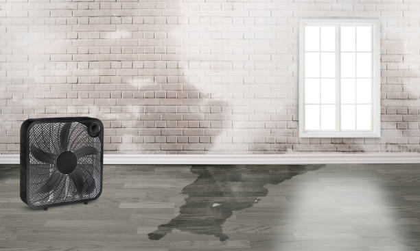 Best Commercial water damage restoration  in Foreman, AR